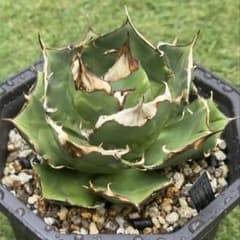 アガベ チタノタ クラウンイーグル 冠鷲 子株 LL - メルカリ