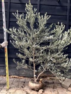 2 希少 オリーブの木 カヨンヌ - メルカリ