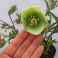 つぼみ、つぼみ！グリーンカップ、クリスマスローズ、大苗、開花株