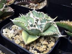 アガベ チタノタ ivory W.A. 子株付き - メルカリ