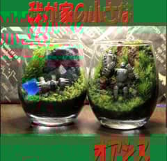 苔テラリウム ロボット兵 シングル、 ダブルセット 心癒す我が家の