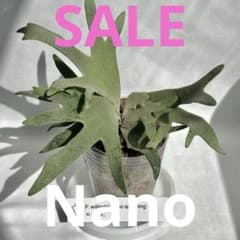 第四種郵便】 P. Willinckii Nano(spore)【29】 - メルカリ