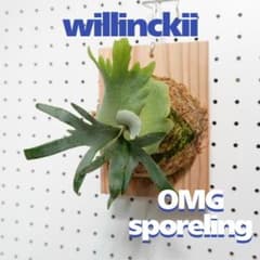 ビカクシダ OMG ウィリンキードワーフ 板付 O-6 - メルカリ