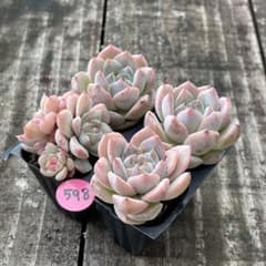 m97137509104_1.jpg?1762437691