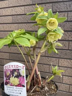 2026年最新】クリスマスローズ 野田の人気アイテム - メルカリ