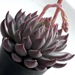 2026年最新】おらいさん苗 青鬼の人気アイテム - メルカリ