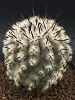 2026年最新】コピアポア 黒王丸現地球の人気アイテム - メルカリ