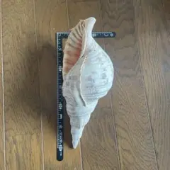 2026年最新】法螺貝の人気アイテム - メルカリ