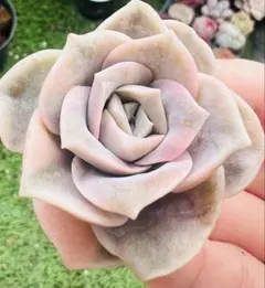 2026年最新】ラブリーローズ錦の人気アイテム - メルカリ