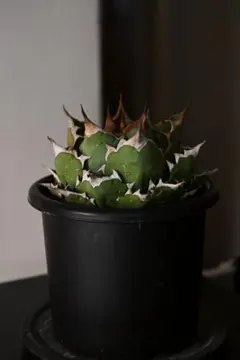 2026年最新】チタノタ 姫厳竜の人気アイテム - メルカリ