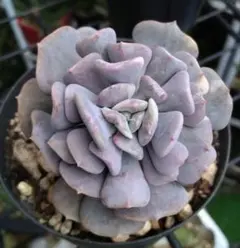 2026年最新】キュービックフロストの人気アイテム - メルカリ