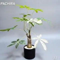 2026年最新】パキラミルキーウェイ接木の人気アイテム - メルカリ