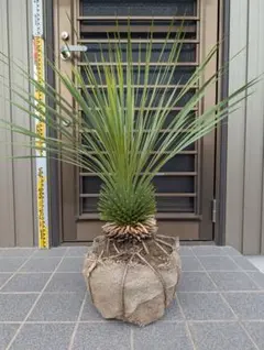 2026年最新】ユッカ ロストラータの人気アイテム - メルカリ