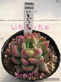 2026年最新】ロウルサンコの人気アイテム - メルカリ