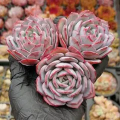 2026年最新】エケベリアムラサキの人気アイテム - メルカリ