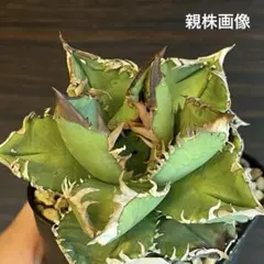 2026年最新】皇冠 子株の人気アイテム - メルカリ