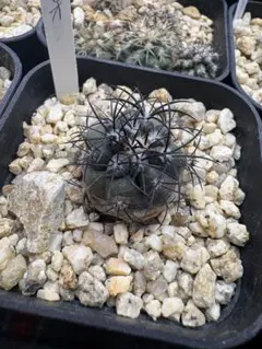 2026年最新】コピアポア グリセオの人気アイテム - メルカリ