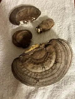 2026年最新】サルノコシカケの人気アイテム - メルカリ