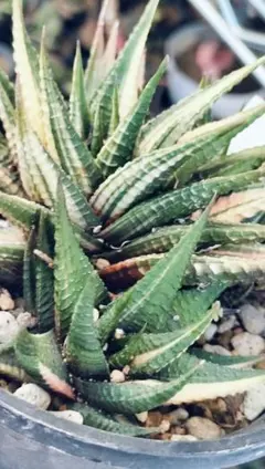 2026年最新】五重の塔錦の人気アイテム - メルカリ