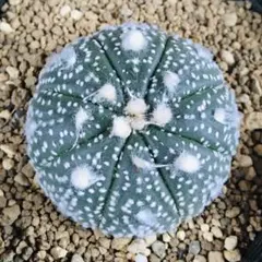 2026年最新】サボテン 兜の人気アイテム - メルカリ