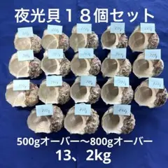 2026年最新】夜光貝 ルアーの人気アイテム - メルカリ