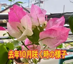 2026年最新】ブーゲンビリア 苗の人気アイテム - メルカリ