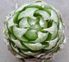 2026年最新】ハオルチア ロックウッディの人気アイテム - メルカリ