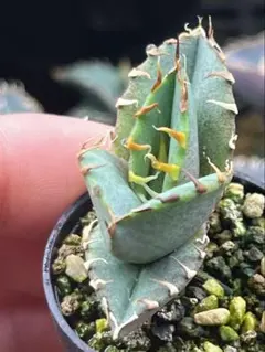 2026年最新】アガベ実生の人気アイテム - メルカリ