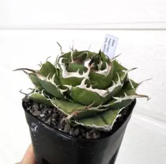 2026年最新】アガベ イラン株の人気アイテム - メルカリ