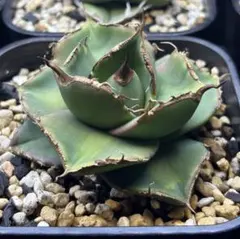 2026年最新】アガベ イランの人気アイテム - メルカリ