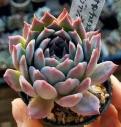 2026年最新】コチョ苗の人気アイテム - メルカリ