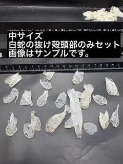 2026年最新】白蛇 抜け殻の人気アイテム - メルカリ