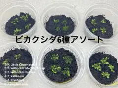 2026年最新】ビカクシダ 胞子 セットの人気アイテム - メルカリ