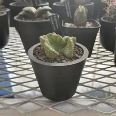 2026年最新】オベサ 綴化の人気アイテム - メルカリ