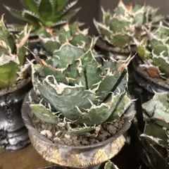 2026年最新】アガベ台湾の人気アイテム - メルカリ