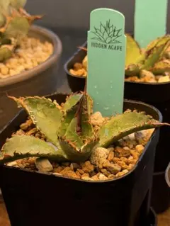 2026年最新】アガベ bb エボリスピナの人気アイテム - メルカリ