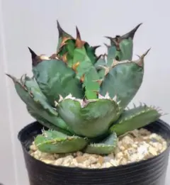 2026年最新】アガベ オアハカ 実生の人気アイテム - メルカリ