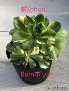 2026年最新】蝶アエオニウムの人気アイテム - メルカリ