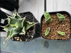 2026年最新】シエラミクスティカの人気アイテム - メルカリ