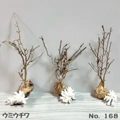 2026年最新】ウミウチワの人気アイテム - メルカリ