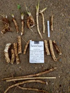 2026年最新】山わさび 苗の人気アイテム - メルカリ