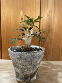 2026年最新】阪本健 鉢の人気アイテム - メルカリ