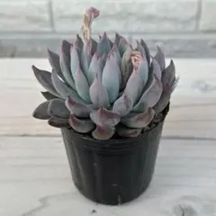 2026年最新】ミックスベリア 青鬼の人気アイテム - メルカリ