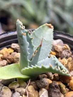 2026年最新】エボリスピナ 斑入りの人気アイテム - メルカリ