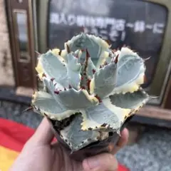 2026年最新】アガベ 錦の人気アイテム - メルカリ