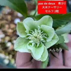 2026年最新】クリスマスローズ原種小輪の人気アイテム - メルカリ