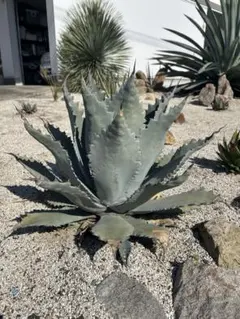 2026年最新】テマカプリネンシスの人気アイテム - メルカリ