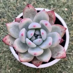 2026年最新】多肉リンゼアナの人気アイテム - メルカリ