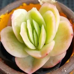 2026年最新】ラブリーローズ錦の人気アイテム - メルカリ