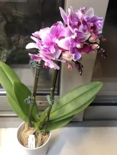 2026年最新】原種胡蝶蘭の人気アイテム - メルカリ